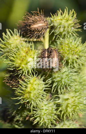 Olio di ricino pianta, ricinus communis Foto Stock