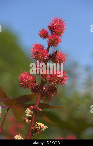 Olio di ricino pianta, ricinus communis Foto Stock