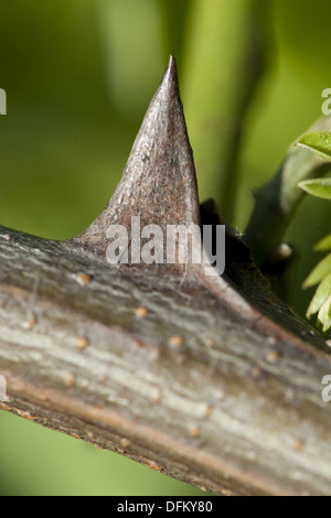 Robinia, Robinia pseudoacacia Foto Stock