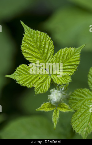 Blackberry, Rubus fruticosus Foto Stock