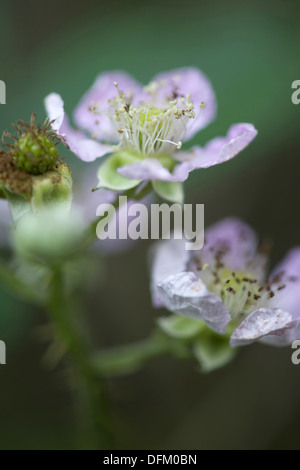 Blackberry, Rubus fruticosus Foto Stock