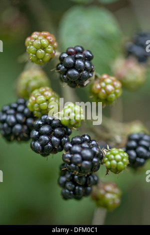 Blackberry, Rubus fruticosus Foto Stock