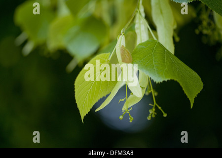 Grandi lasciava in linden, tilia platyphyllos Foto Stock