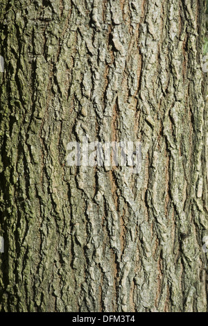 Wych elm, ulmus glabra Foto Stock