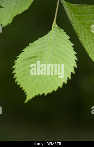 Bianco europeo olmo, Ulmus laevis Foto Stock