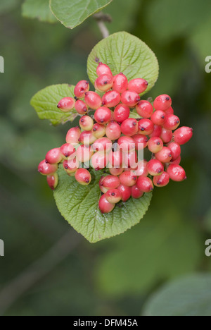 Wayfaring tree, Viburnum lantana Foto Stock