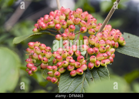 Wayfaring tree, Viburnum lantana Foto Stock