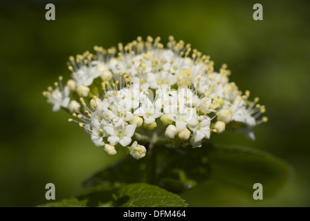 Wayfaring tree, Viburnum lantana Foto Stock