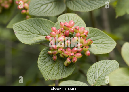 Wayfaring tree, Viburnum lantana Foto Stock