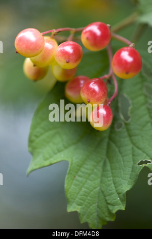 Viburno rose, viburnum opulus Foto Stock