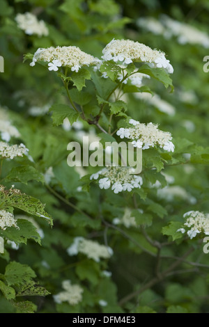 Viburno rose, viburnum opulus Foto Stock