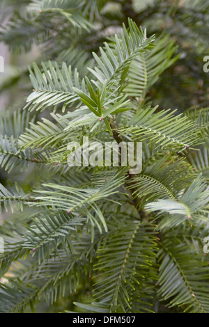 Pino di Wollemi, Wollemia nobilis Foto Stock