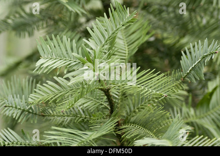 Pino di Wollemi, Wollemia nobilis Foto Stock