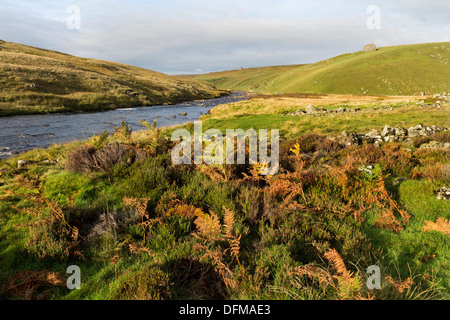 Bracken autunnali Pteridium aquilinum sotto Falcon Clints su del The Pennine Way sentiero Teesdale County Durham Regno Unito Foto Stock