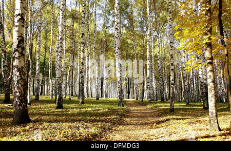 Percorso in ottobre autunno soleggiata boschetto di betulle Foto Stock