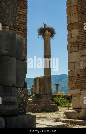 Nido di cicogna su una colonna romana di Volubilis Marocco Foto Stock