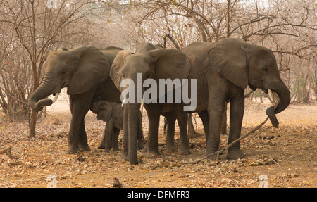 Elefante africano (Loxodonta africana) piccola mandria di tre mucche e un vitello Foto Stock