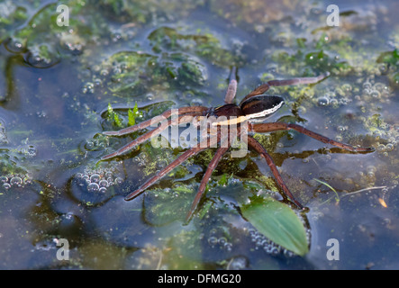 Zattera europea Spider-Dolomedes fimbriatus. Regno Unito Foto Stock