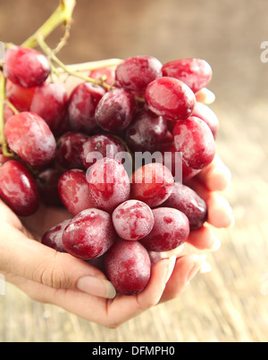 Mano che tiene un grappolo di uva rossa. Messa a fuoco selettiva Foto Stock