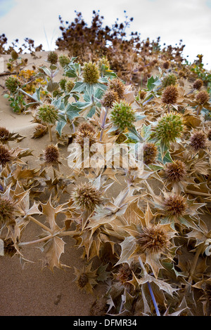 Mare holly Eryngium maritimum crescente selvatici sulla duna di sabbia Foto Stock