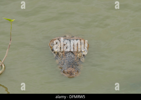 Foto di stock di un caimano spectacled appoggiata in acqua, Pantanal, Brasile. Foto Stock