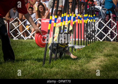 Stunt dog show, "estrema canini', Grande New York State Fair Foto Stock