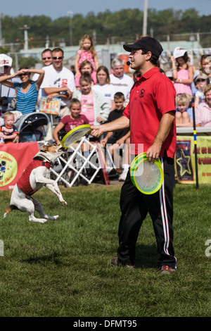 Stunt dog show, "estrema canini', Grande New York State Fair Foto Stock
