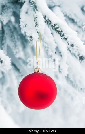 Rosso Pallina natale appeso a un albero coperto di neve Foto Stock