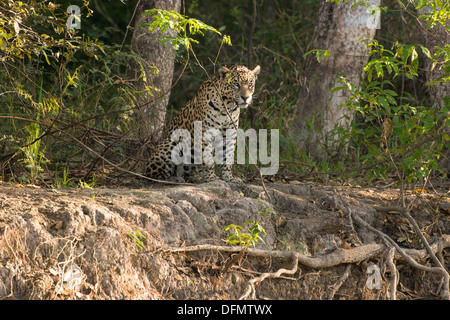 Foto di stock di una Jaguar seduti sulla riva del fiume, Pantanal, Brasile. Foto Stock
