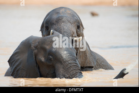 Due giovani elefanti giocando in un foro per l'acqua Foto Stock