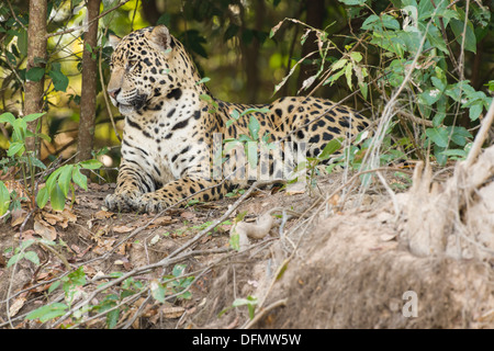 Foto di stock di una Jaguar in appoggio sulla riva del fiume, Pantanal, Brasile. Foto Stock
