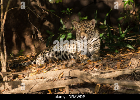 Foto di stock di una Jaguar in appoggio sulla riva del fiume, Pantanal, Brasile. Foto Stock