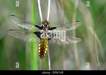 Un ampio e corposo chaser dragonfly a riposo REGNO UNITO Foto Stock