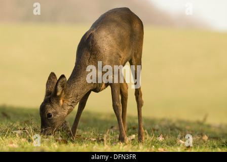 Il capriolo (Capreolus capreolus) rovistando nel campo, South Lanarkshire, Scozia, la molla. Foto Stock