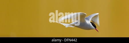 Arctic Tern in volo, Islanda Foto Stock