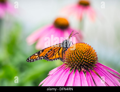 Farfalla monarca (Danaus plexippus) alimentazione su Purple Coneflower nettare, Winnipeg, Manitoba, Canada Foto Stock