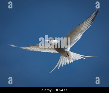 Arctic Tern in volo, Islanda Foto Stock