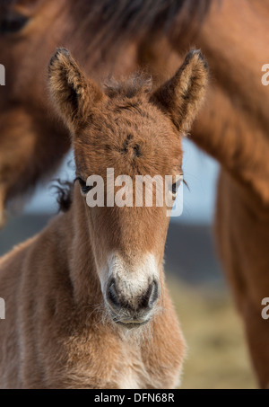 Mare e puledro neonato, Islanda. Foto Stock