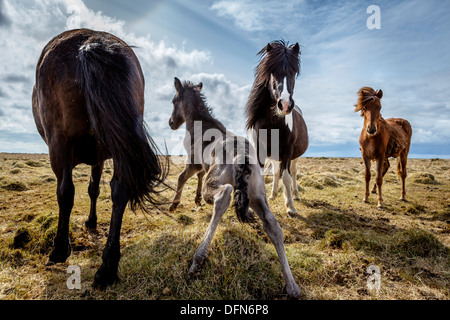 Puledro neonato tenendo i suoi primi passi, Islanda. Islanda cavallo di razza. Foto Stock