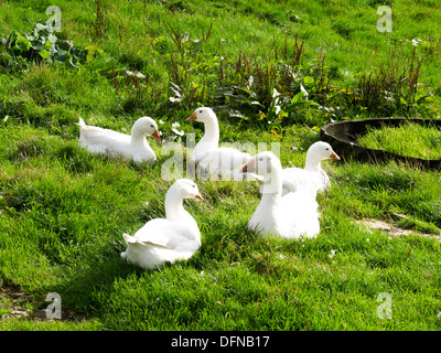 Bianco cortile interno anatre in appoggio sull'erba Foto Stock