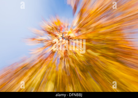 Fuochi d'artificio autunnali - in-telecamera sfocatura zoom con aceri come un soggetto Foto Stock