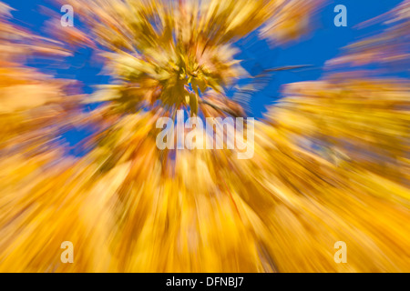 Fuochi d'artificio autunnali - in-telecamera sfocatura zoom con aceri come un soggetto Foto Stock