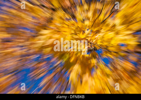 Fuochi d'artificio autunnali - in-telecamera sfocatura zoom con aceri come un soggetto Foto Stock