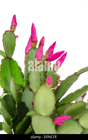 Cactus di pasqua (Rhipsalidopsis cactus) su sfondo bianco. Foto Stock