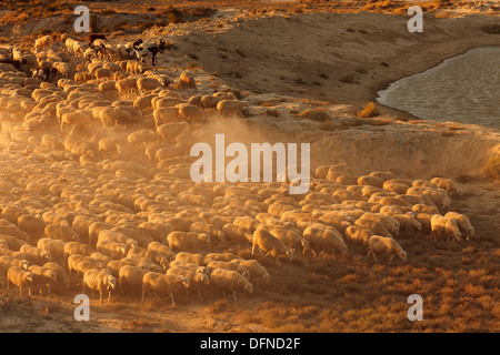 Gregge di pecore nel deserto Bardenas Reales, Riserva della Biosfera dall'UNESCO, Provincia di Navarra, Spagna settentrionale, Spagna, Europa Foto Stock