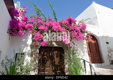 Fiori Bourgainvillea Lindos Rodi isole Greche - Grecia Foto Stock