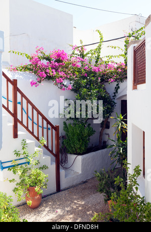 Bourgainvillea fiori in una Villa tradizionale Lindos Rodi isole Greche - Grecia Foto Stock