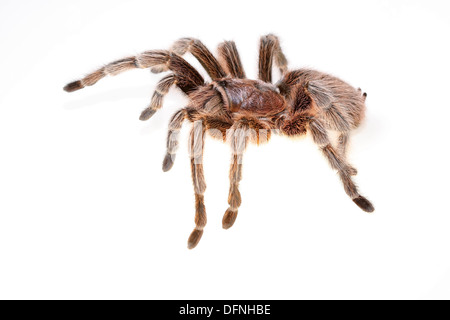 Rosa cilena Spider isolati su sfondo bianco Foto Stock