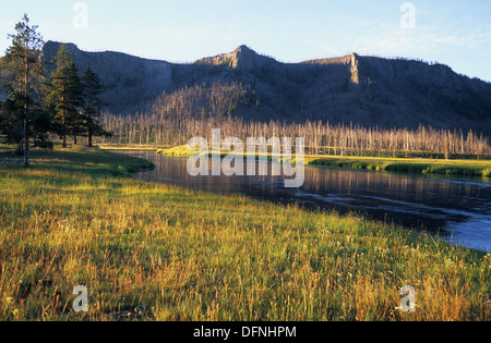 Elk265-1644 Wyoming, il Parco Nazionale di Yellowstone, Madison paesaggio fluviale dopo1988 fire Foto Stock