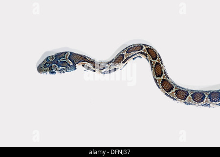 Il ferro di cavallo serpente isolato su sfondo bianco Foto Stock